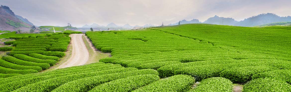 特級蘭嶺王綠茶禮盒裝